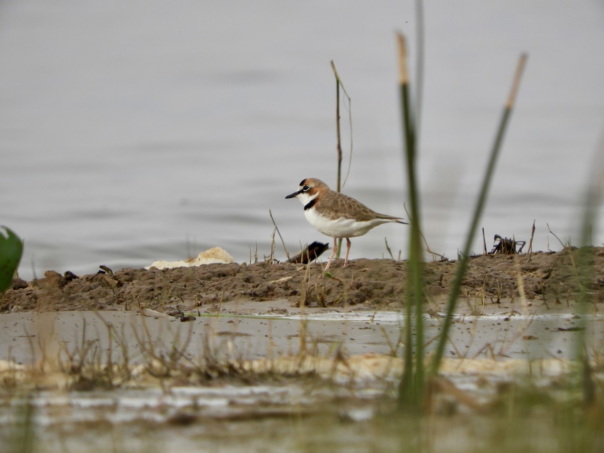 Collared Plover - ML620200879