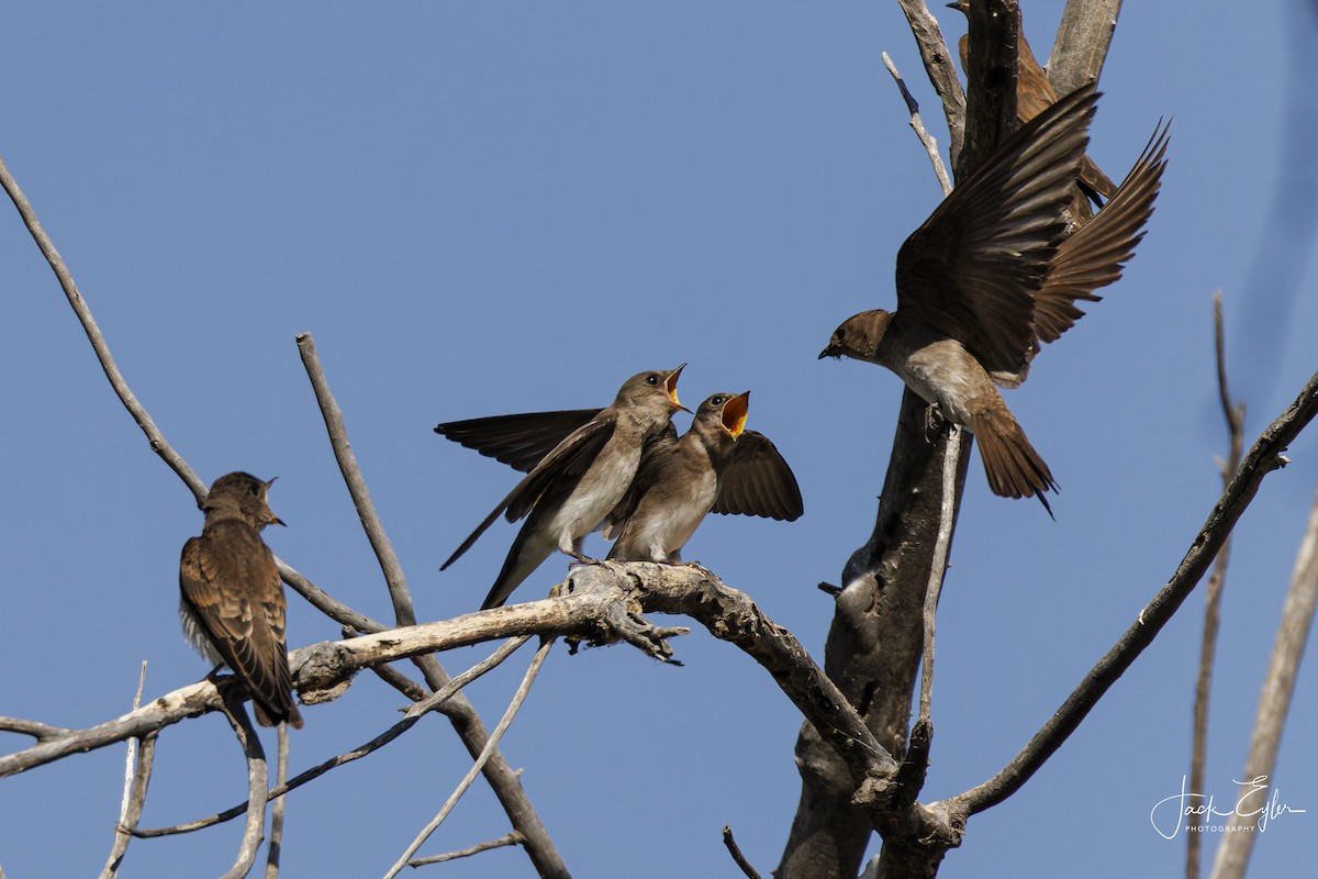 Northern Rough-winged Swallow - ML620200881