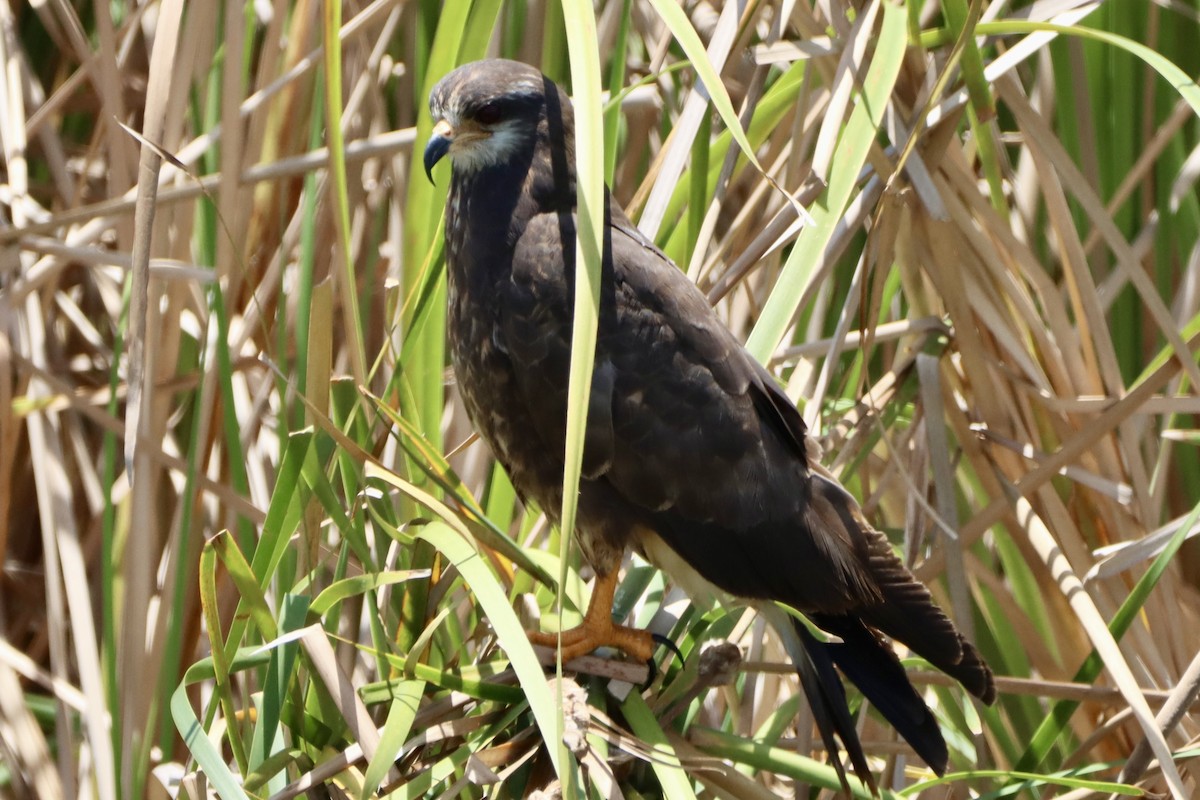 Schneckenbussard - ML620200900