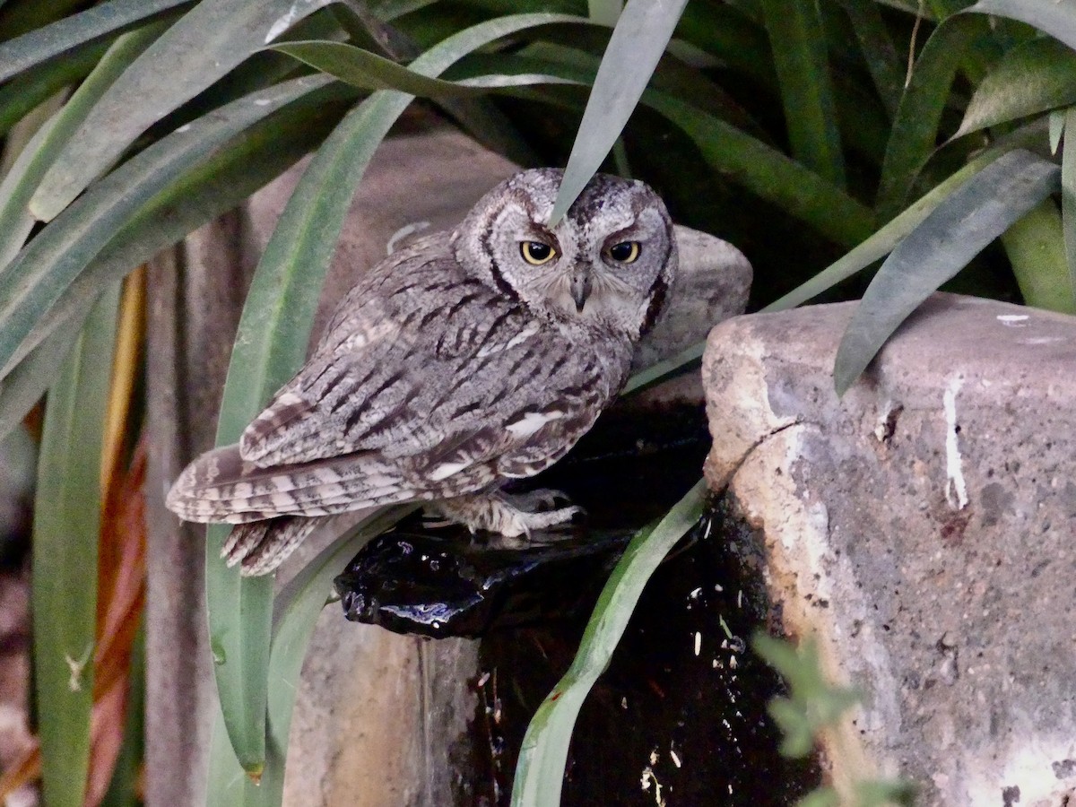 Western Screech-Owl - ML620200902