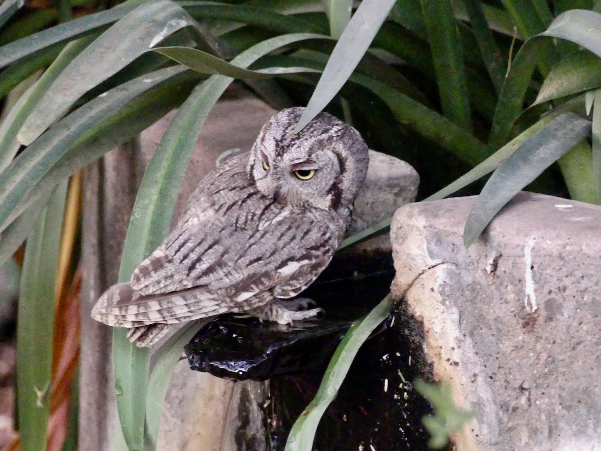 Western Screech-Owl - ML620200907