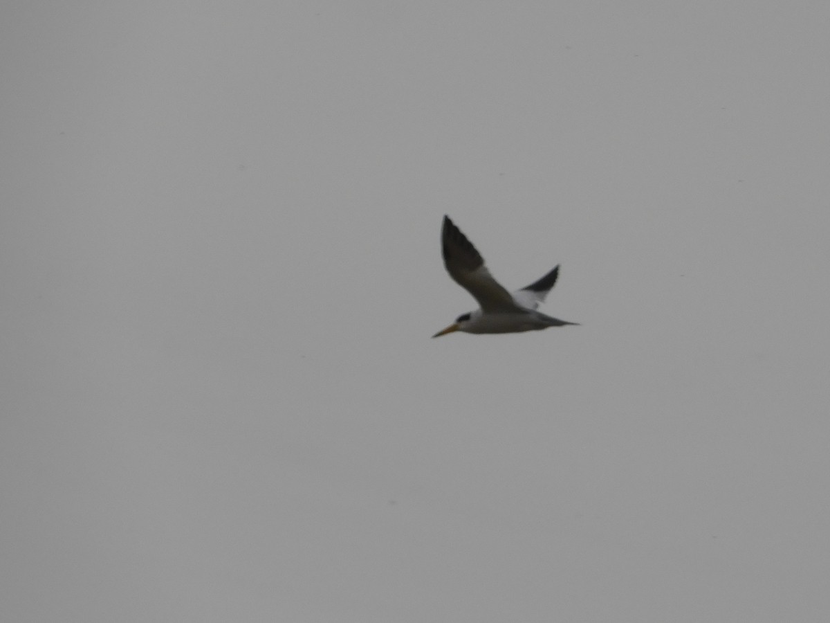 Large-billed Tern - ML620200911