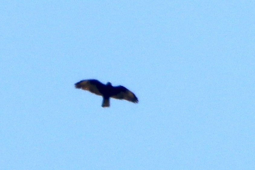 Short-tailed Hawk - ML620200912