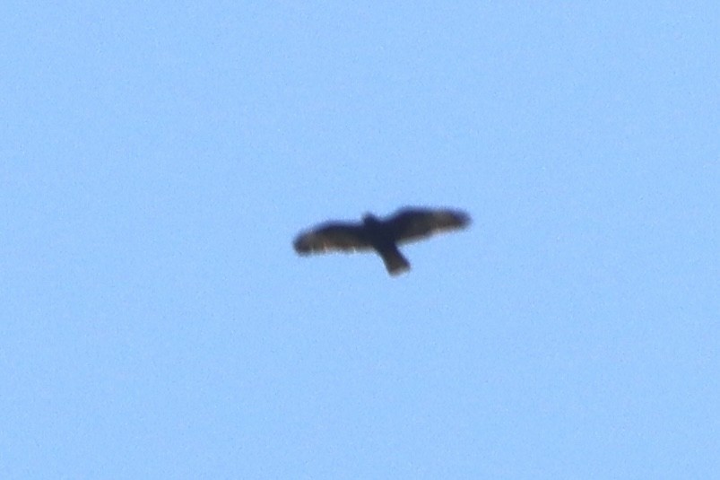 Short-tailed Hawk - ML620200913