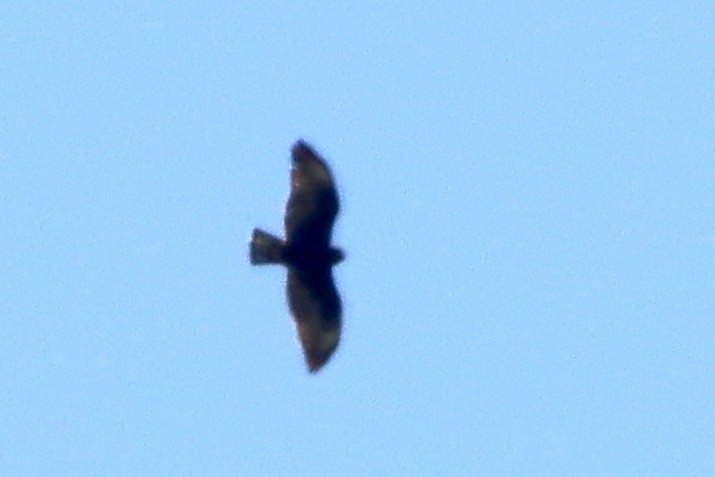 Short-tailed Hawk - ML620200914