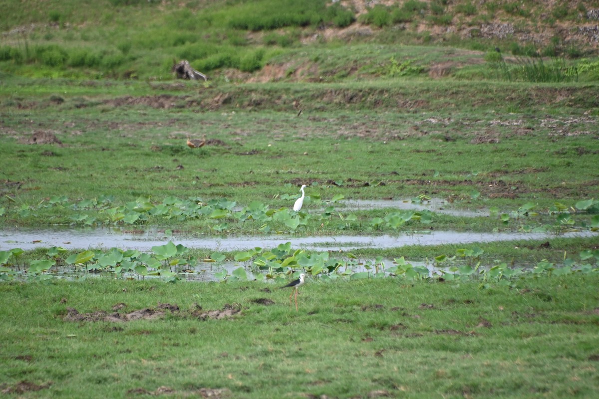 小白鷺 - ML620200915