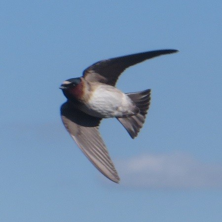 Golondrina Risquera - ML620200923