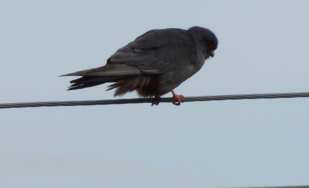 Red-footed Falcon - ML620200924