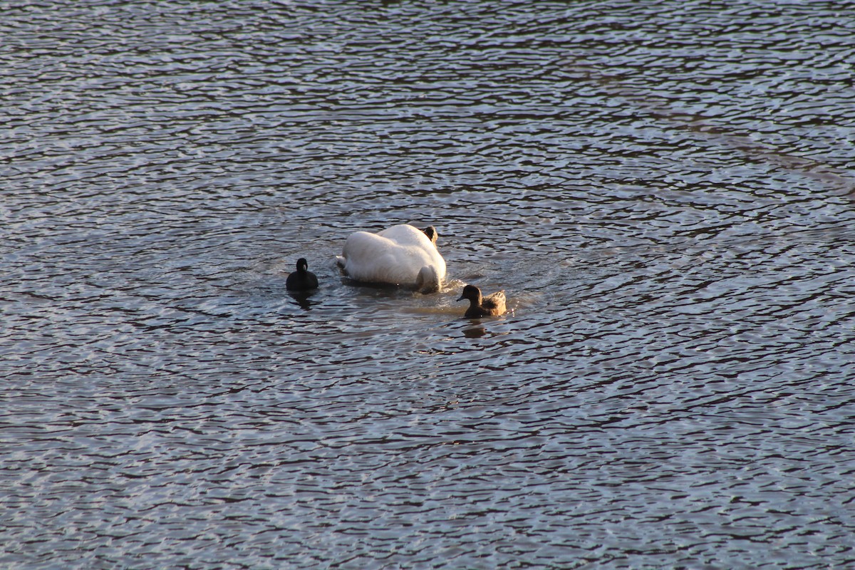 Cygne trompette - ML620200928