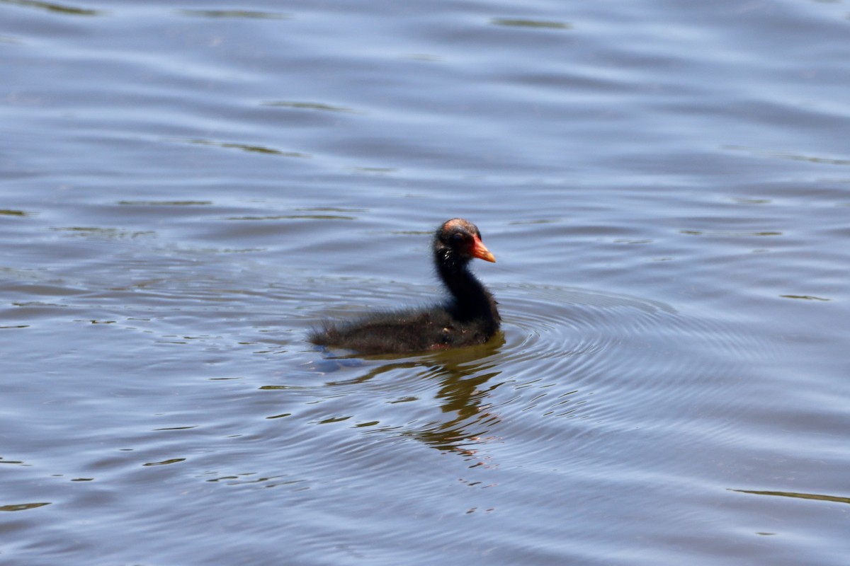 Gallinule d'Amérique - ML620200933