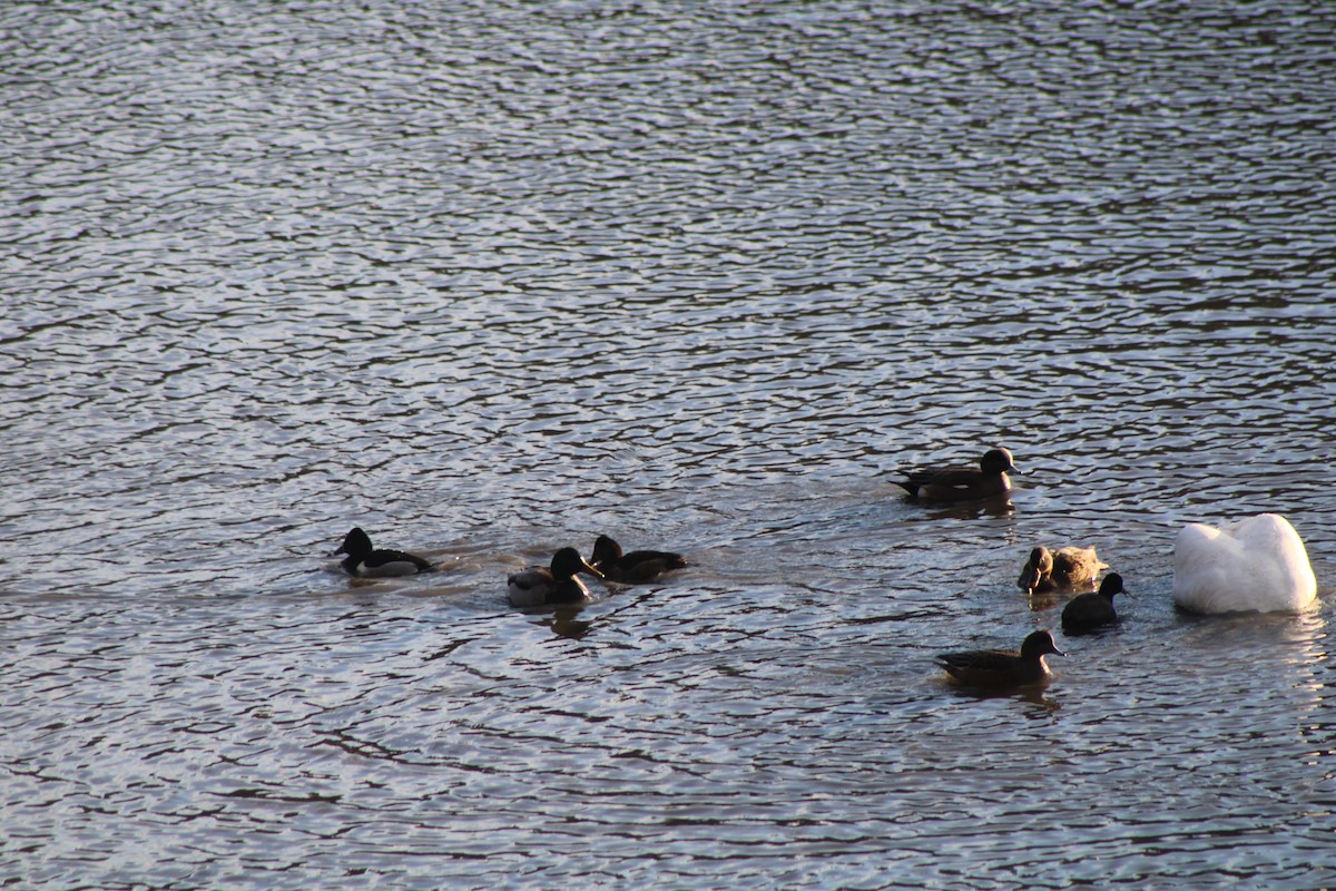 Canard colvert - ML620200938