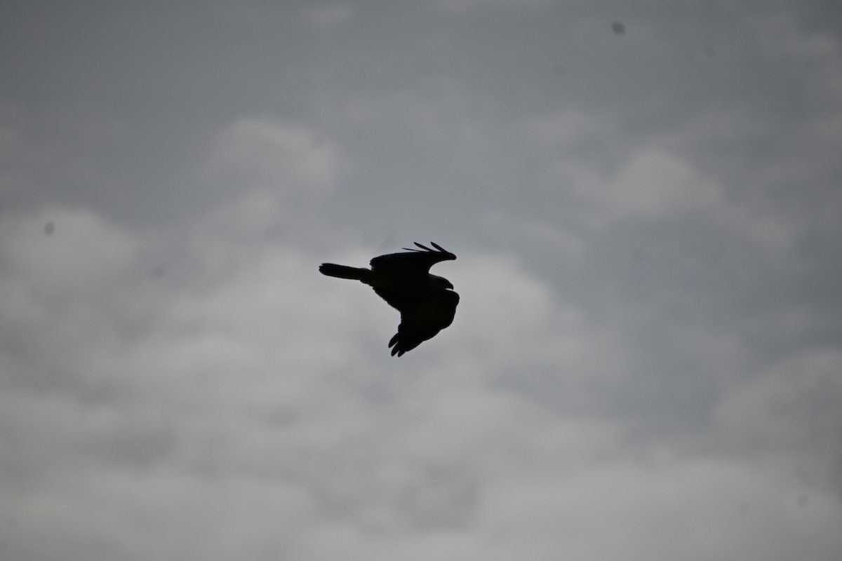 Brahminy Kite - ML620200940