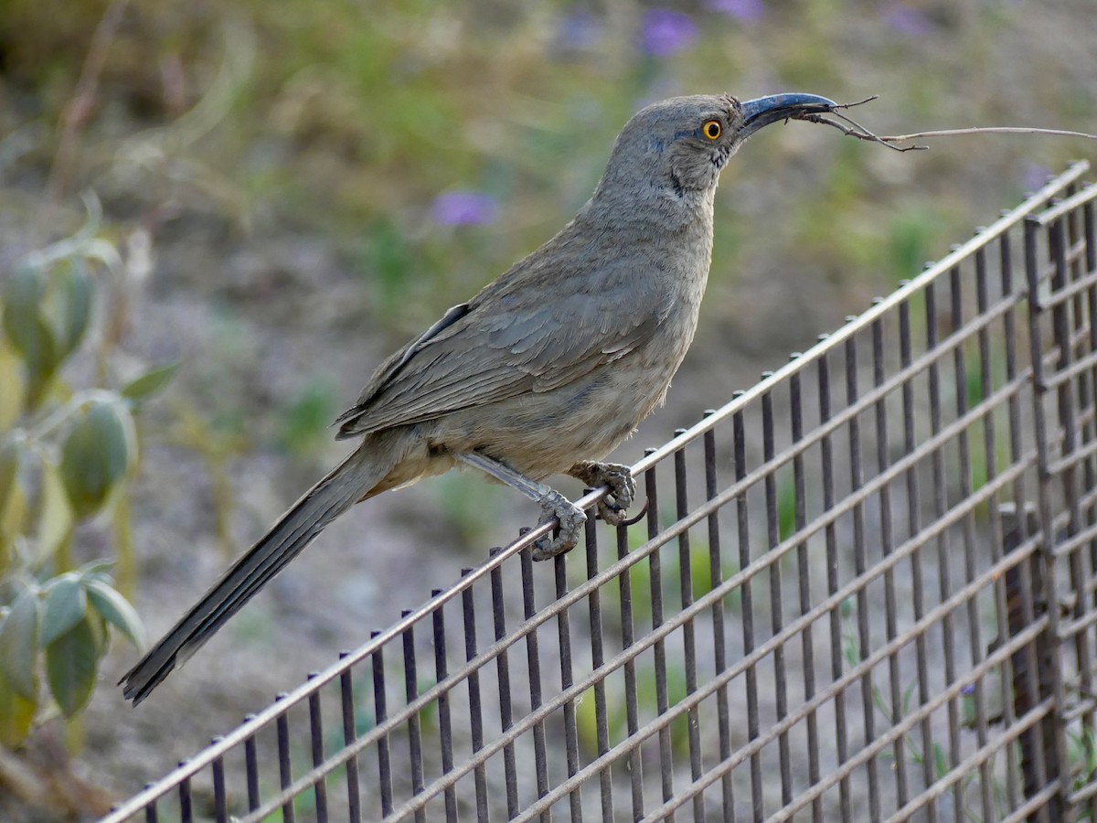 Curve-billed Thrasher - ML620200945