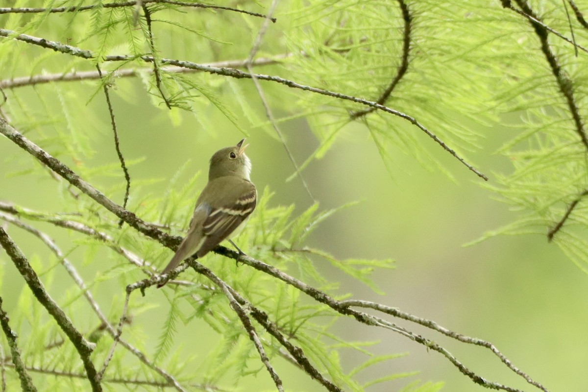 Acadian Flycatcher - ML620200951