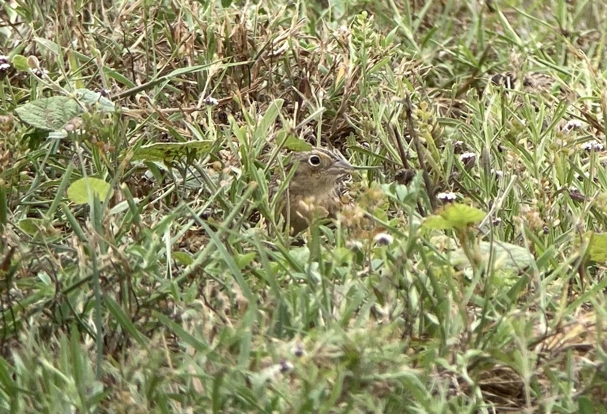 Grasshopper Sparrow - ML620200954