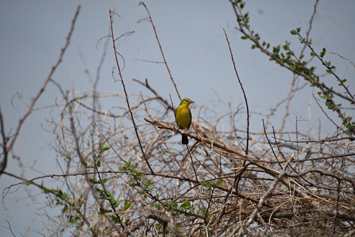 Common Iora - ML620200969