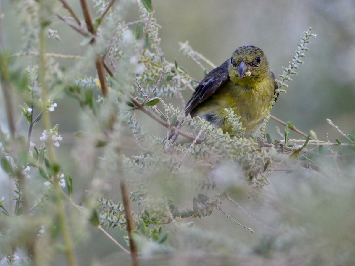 Lesser Goldfinch - ML620200977