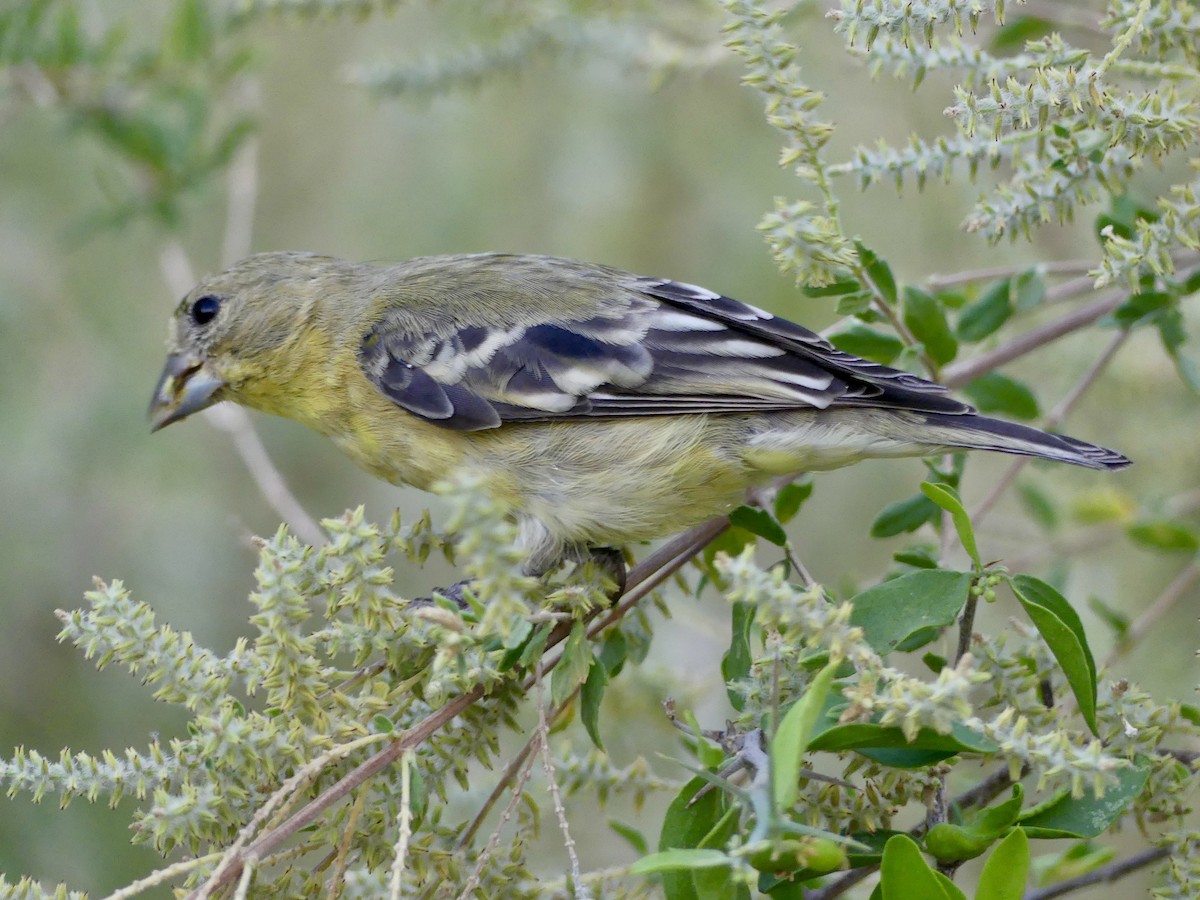 Lesser Goldfinch - ML620200978