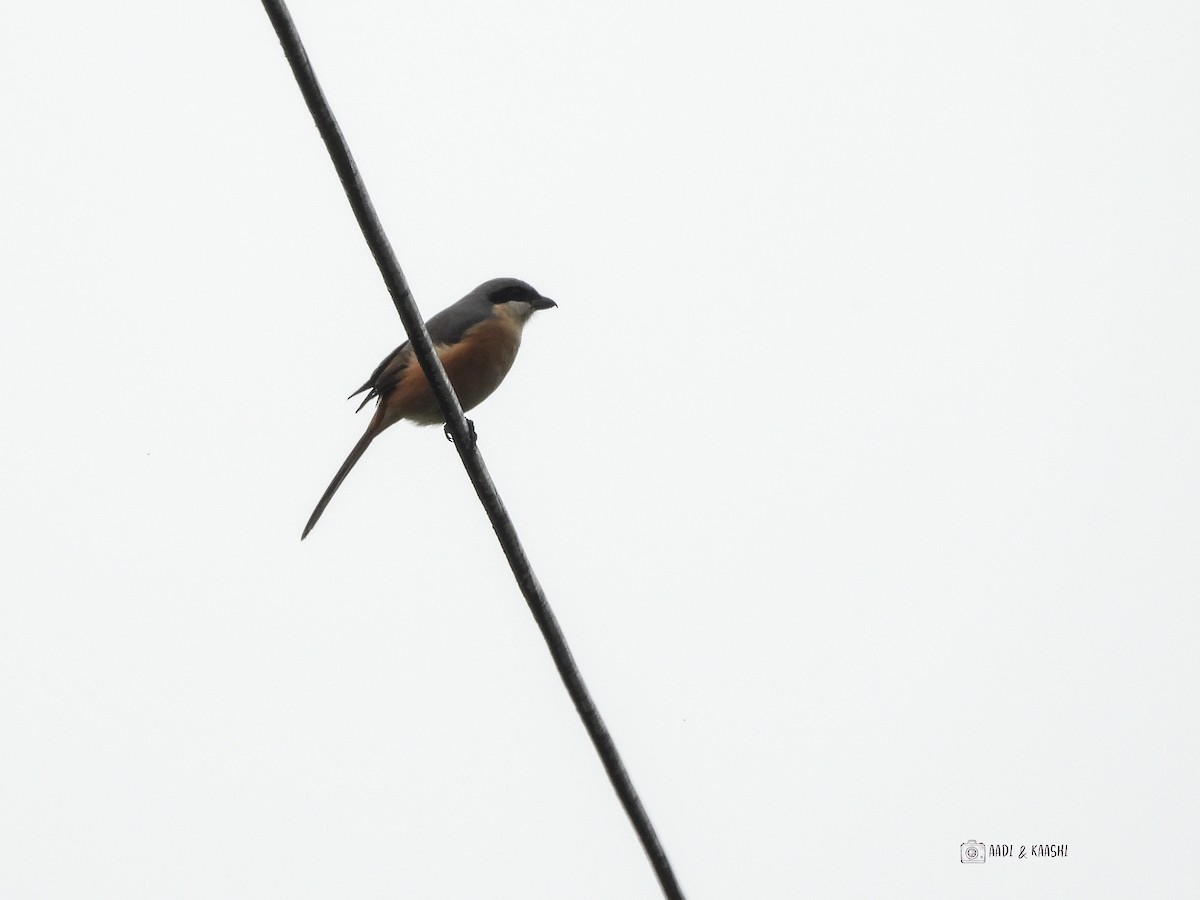 Gray-backed Shrike - ML620200986