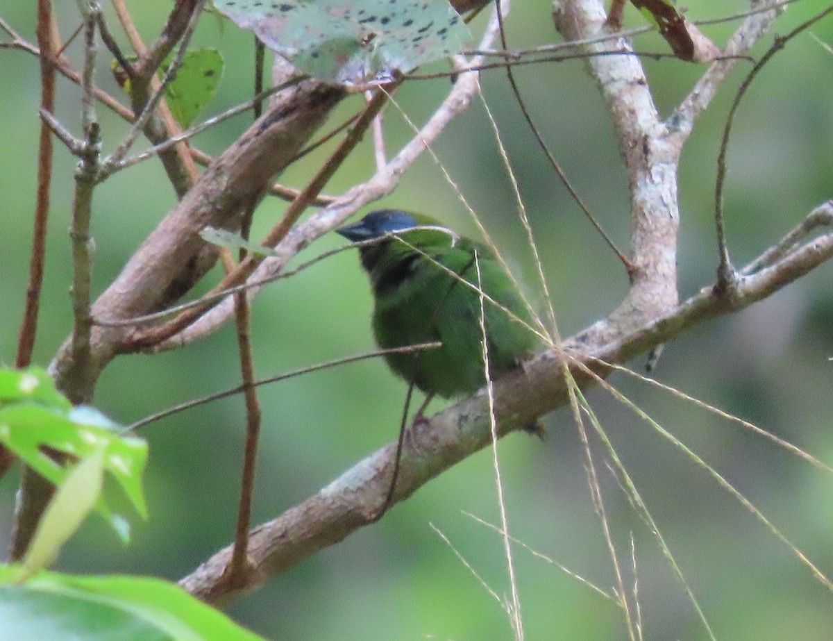 Blue-faced Parrotfinch - ML620200990