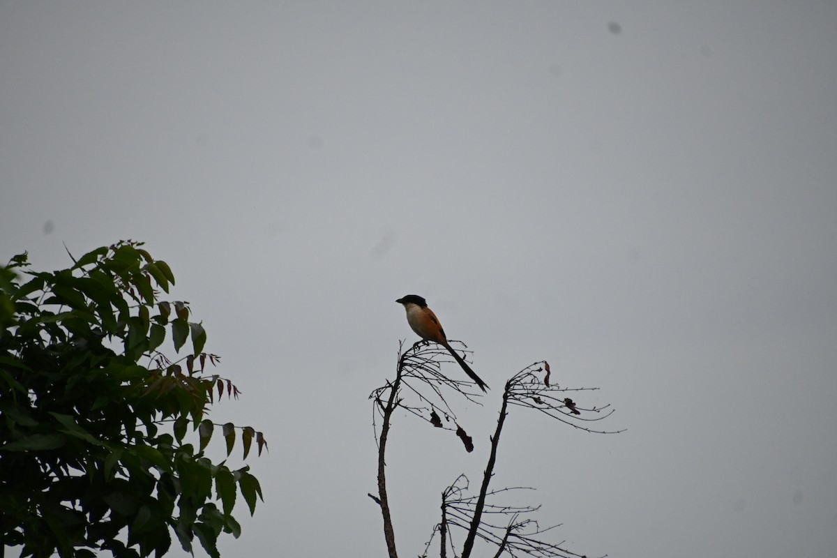 Long-tailed Shrike - ML620200991