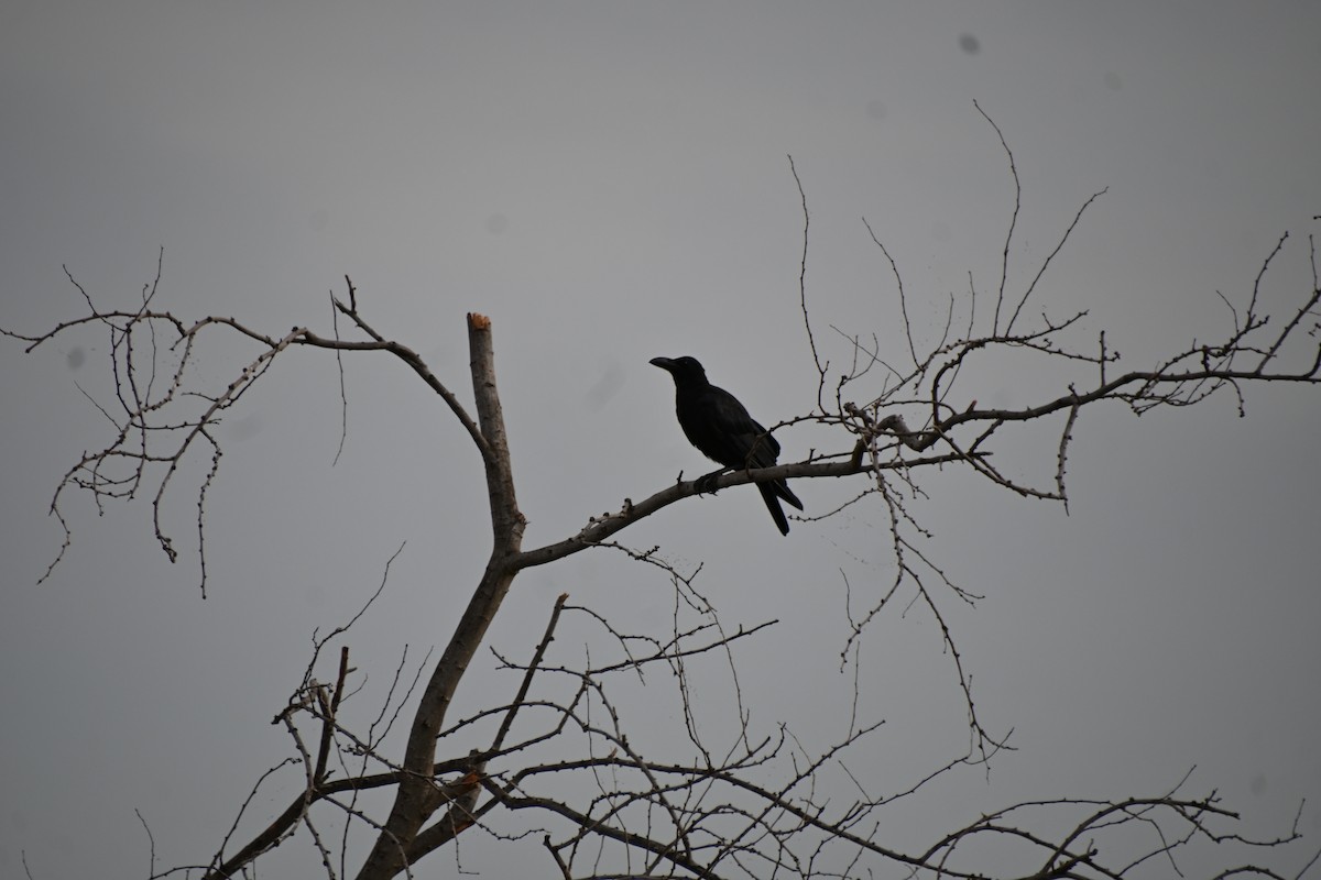 Large-billed Crow - ML620200997