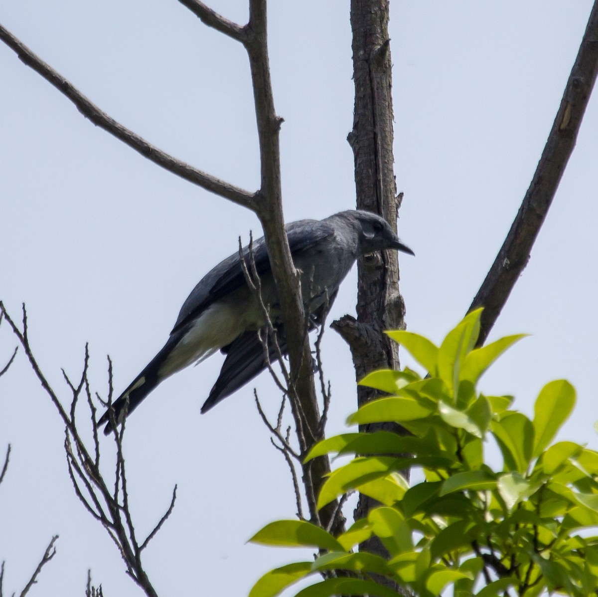 黑翅山椒鳥 - ML620201002