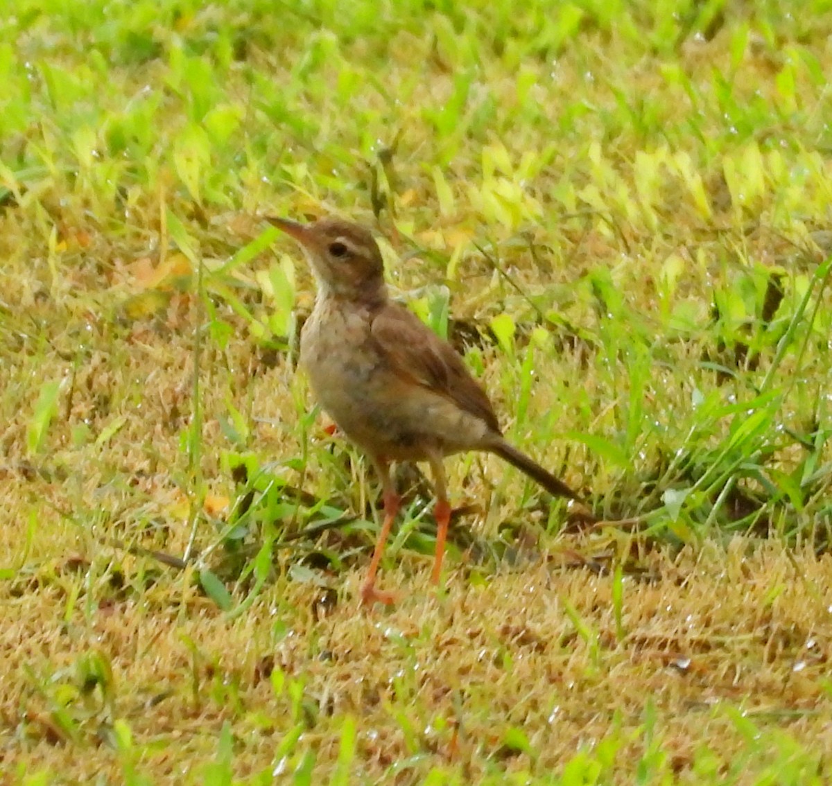 Paddyfield Pipit - ML620201004