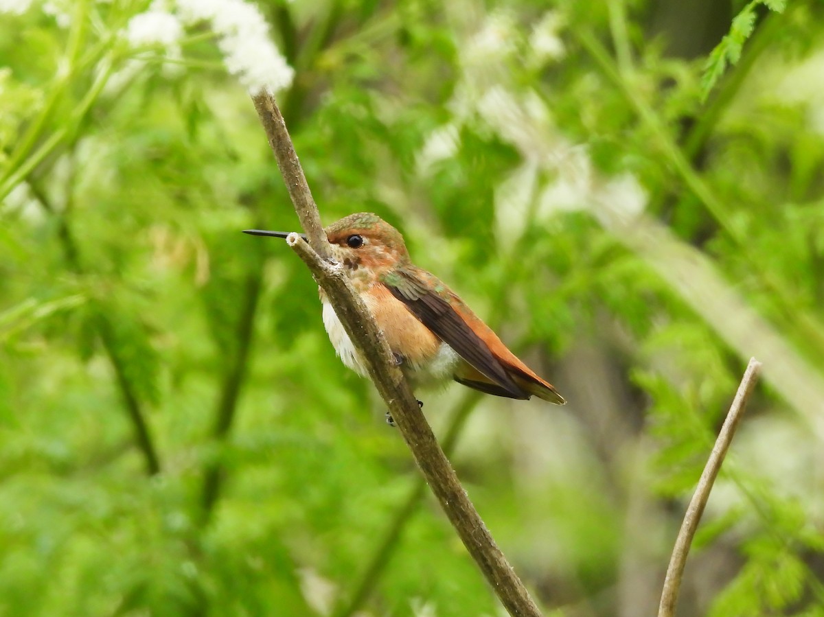 Allen's Hummingbird - ML620201007