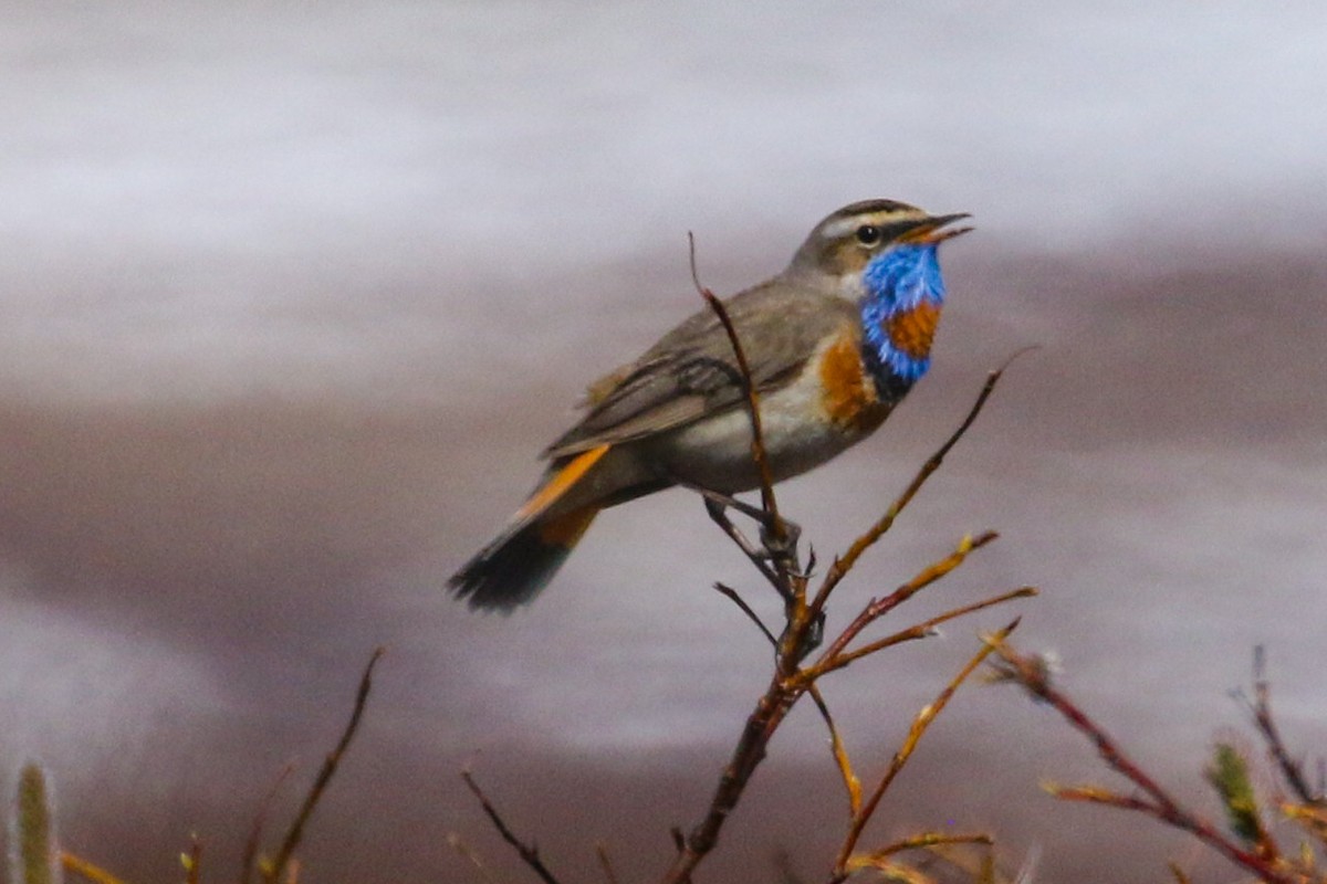 Blaukehlchen - ML620201009