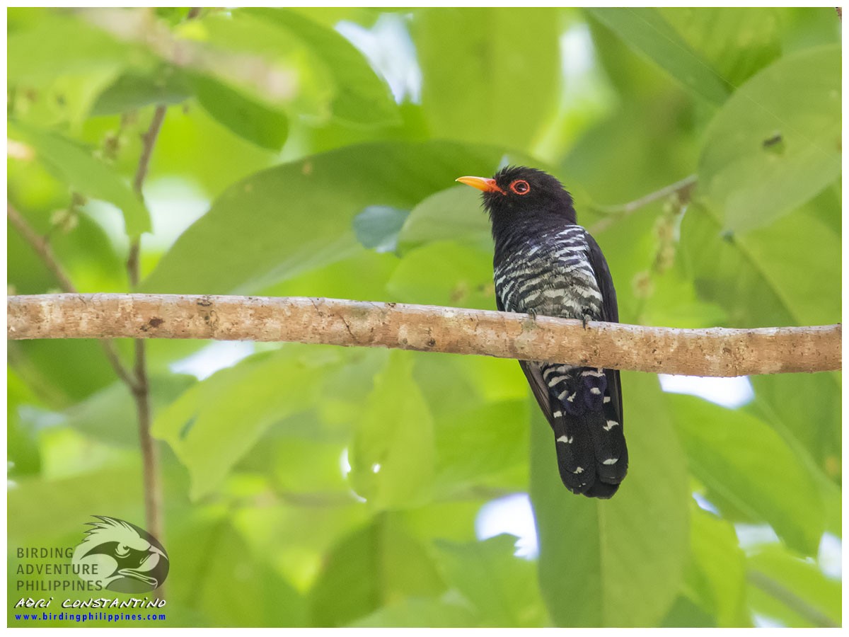 Violet Cuckoo - ML620201019