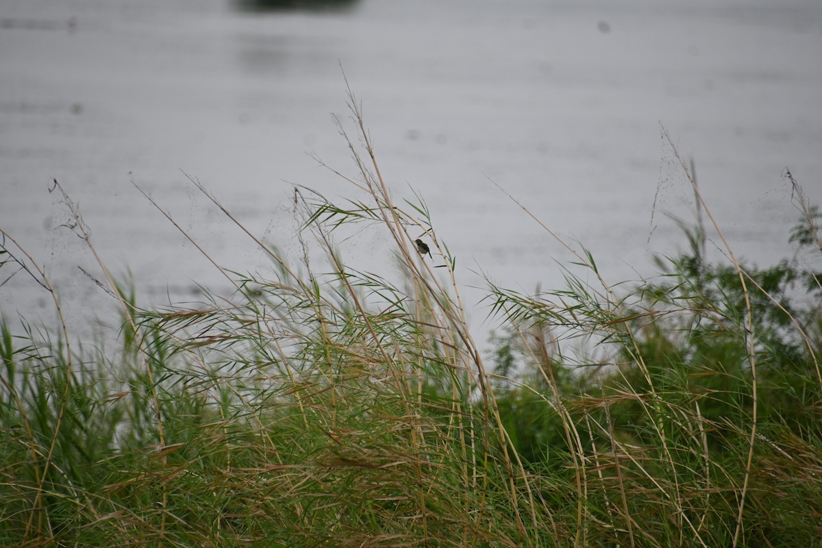 Rotstirn-Schneidervogel - ML620201020