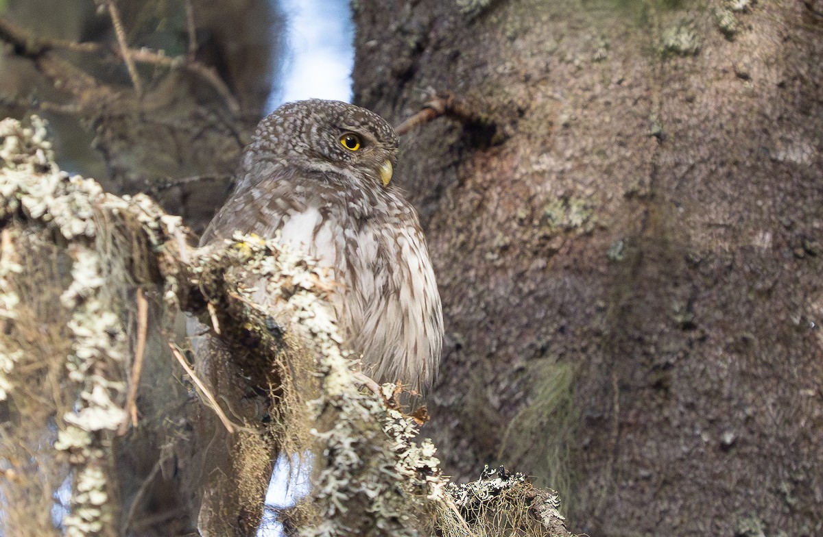 Eurasian Pygmy-Owl - ML620201022