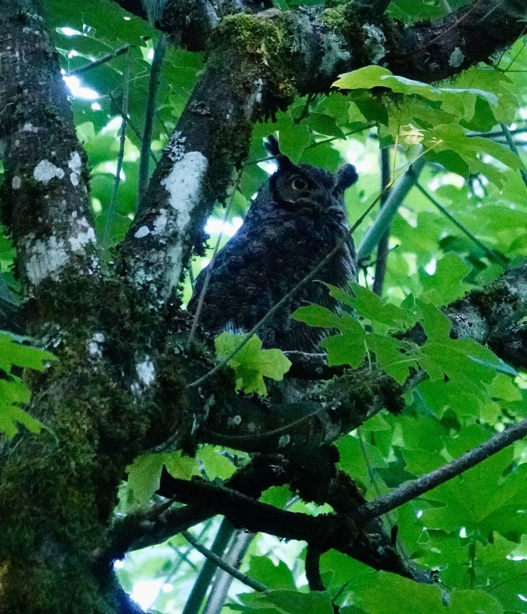 Great Horned Owl - ML620201023