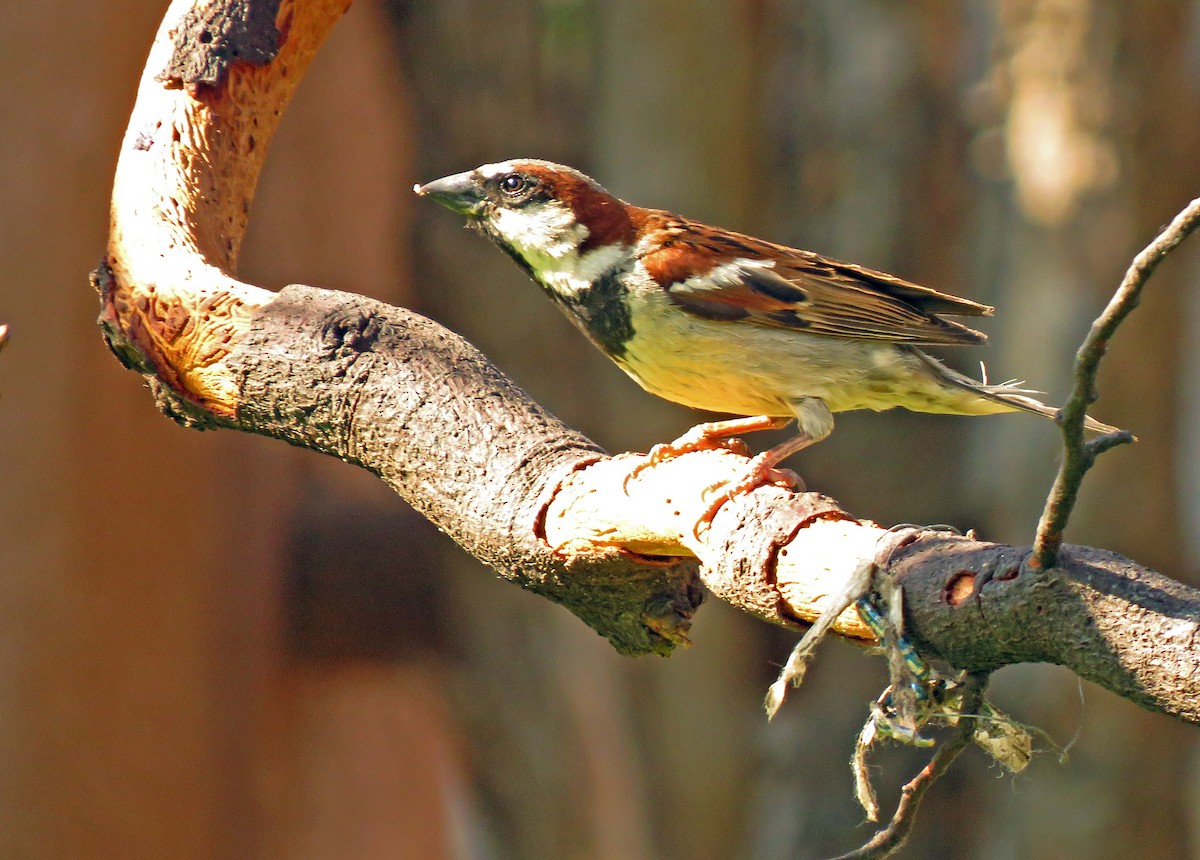 House Sparrow - ML620201025