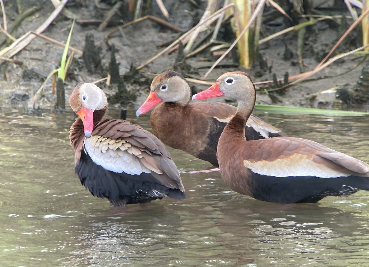 Black-bellied Whistling-Duck - ML620201029