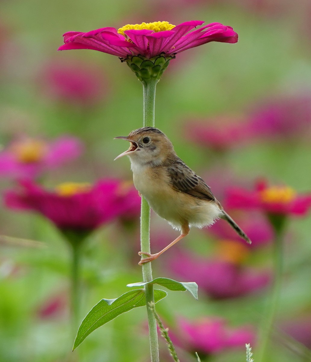 Golden-headed Cisticola - ML620201035