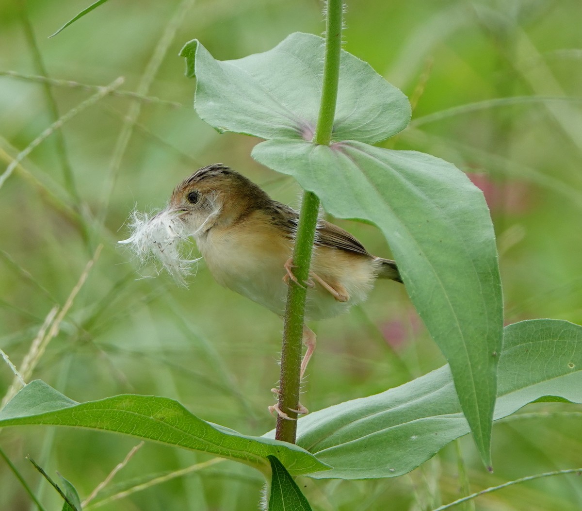 Golden-headed Cisticola - ML620201039