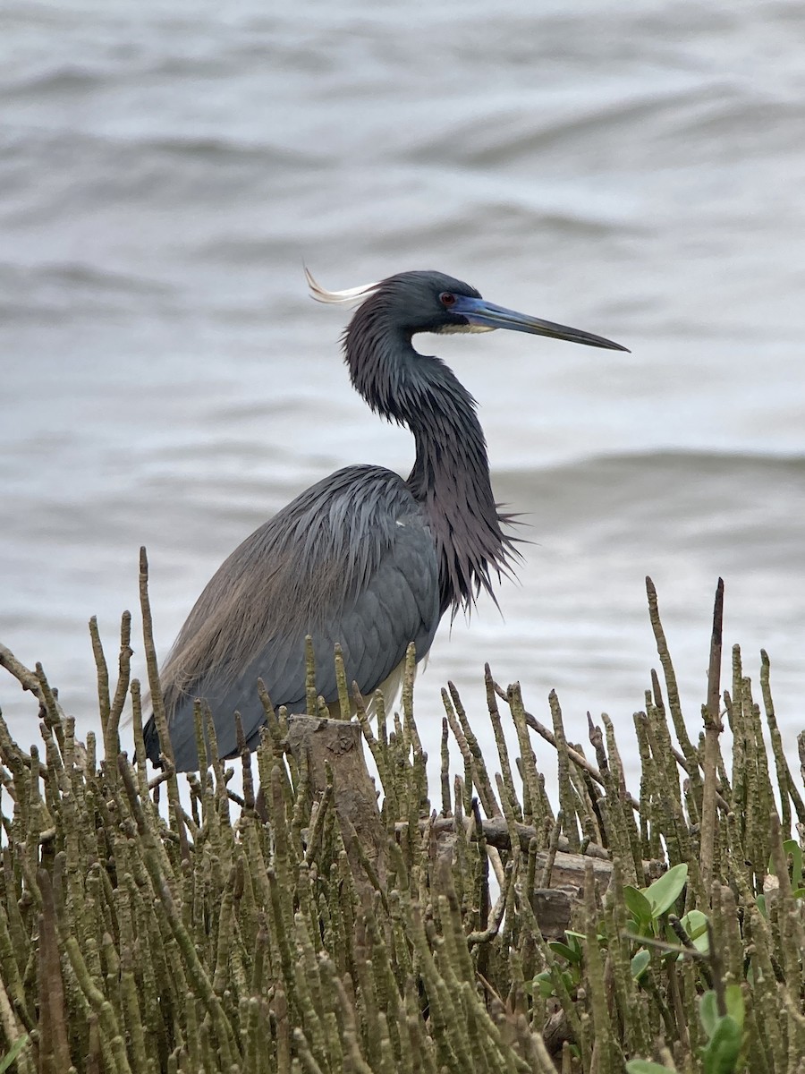 Tricolored Heron - ML620201051