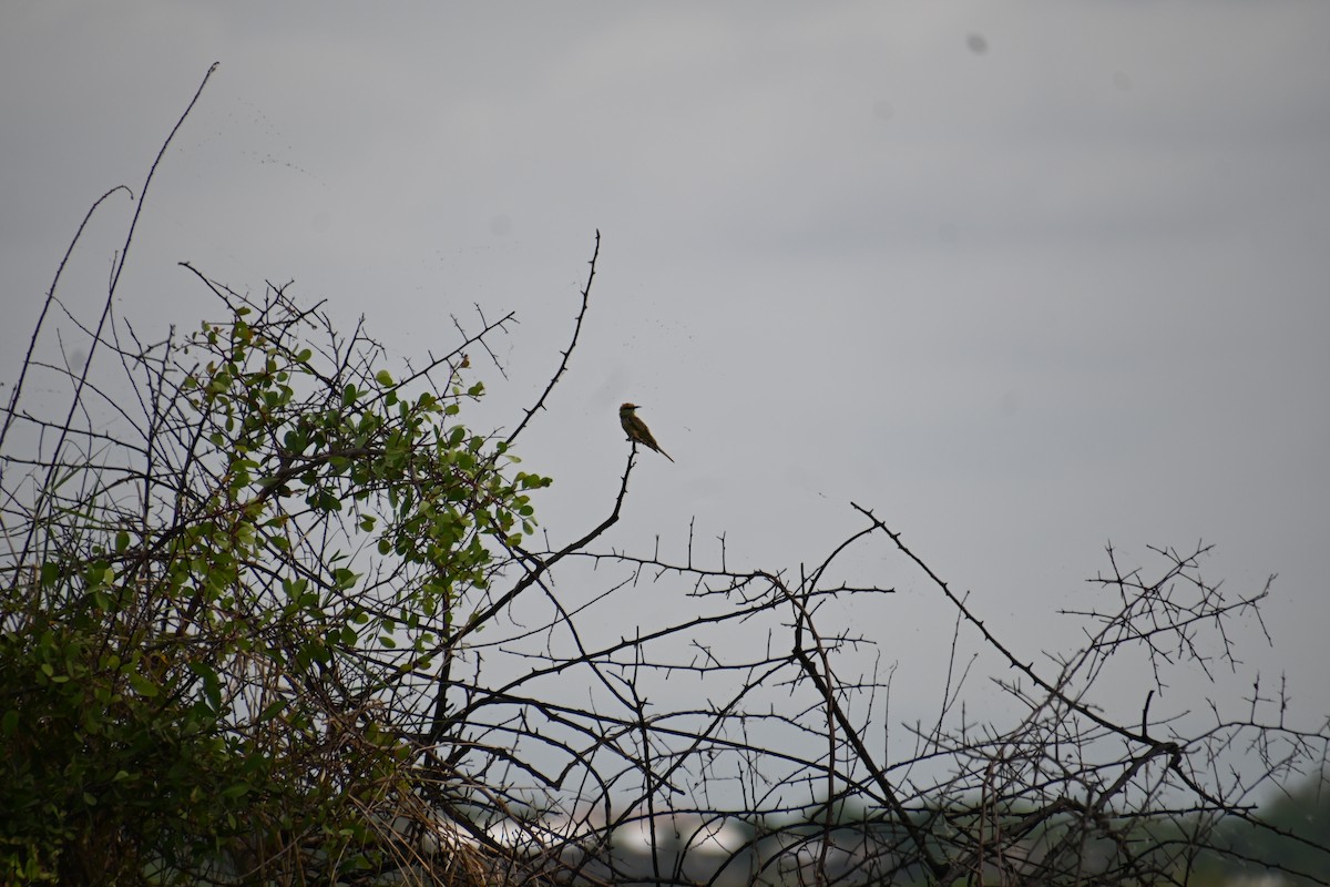 Asian Green Bee-eater - ML620201059
