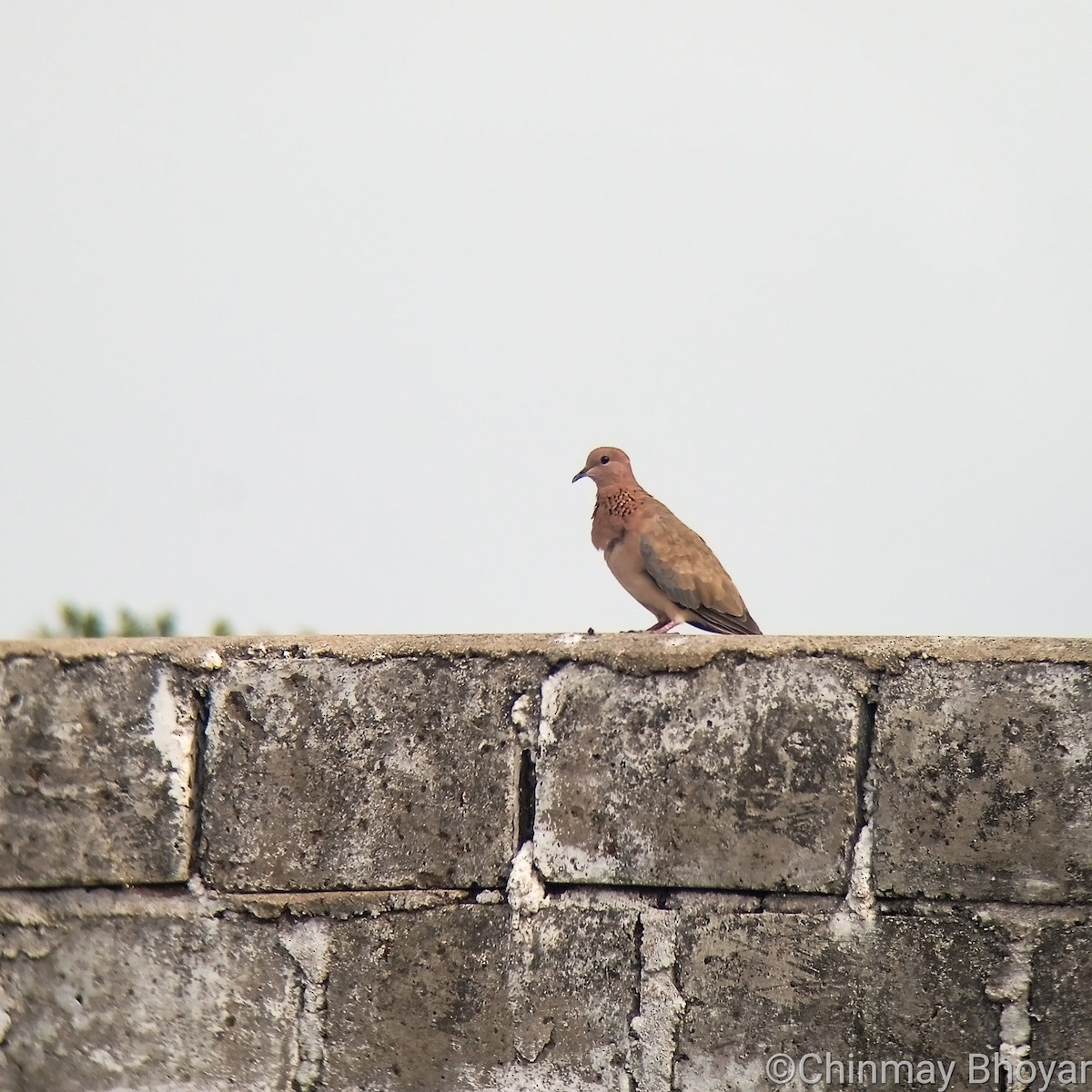 Laughing Dove - ML620201062