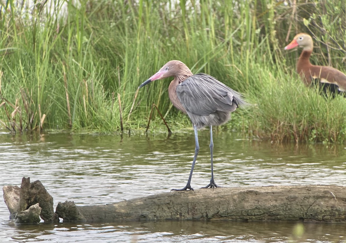 Reddish Egret - ML620201063