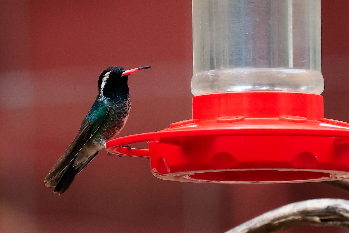 White-eared Hummingbird - ML620201068