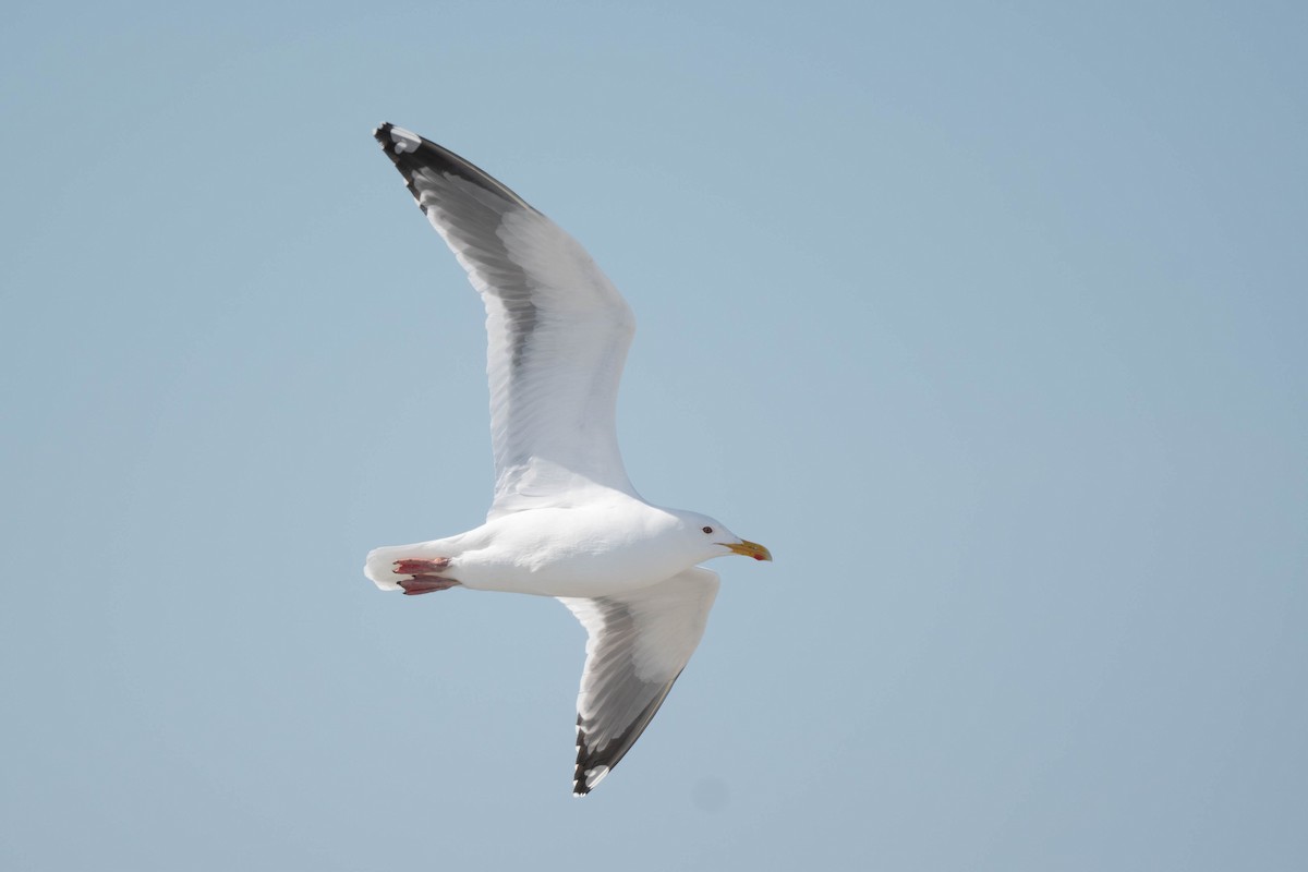 Herring Gull (Vega) - ML620201069