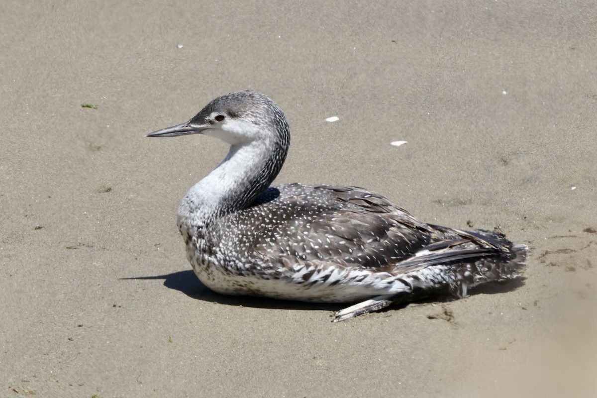 Red-throated Loon - ML620201083