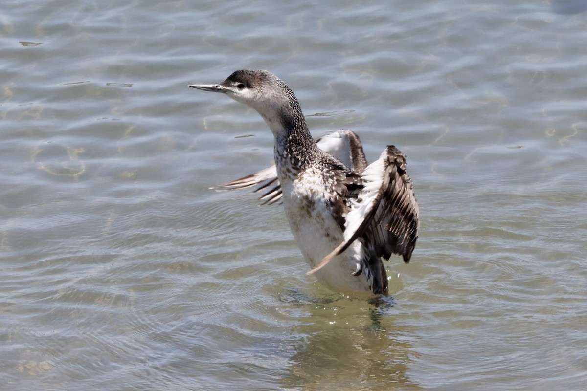 Red-throated Loon - ML620201086