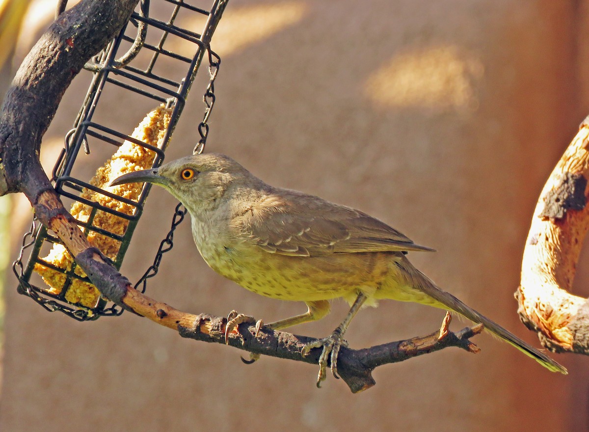 Curve-billed Thrasher - ML620201089