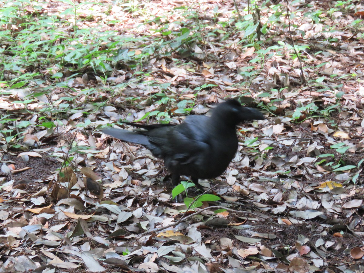 Large-billed Crow - ML620201093