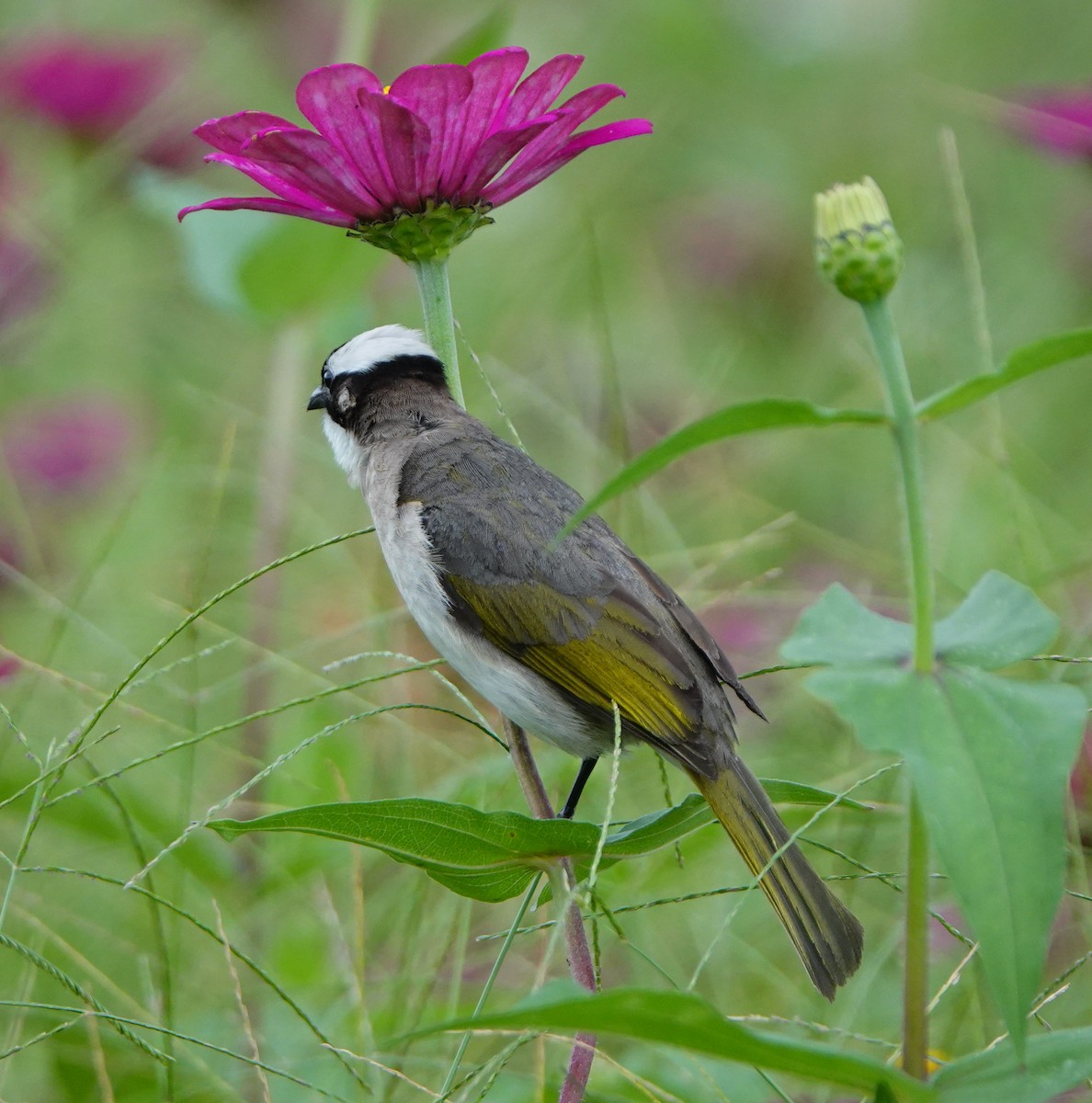 Bulbul de Chine (formosae/orii) - ML620201094