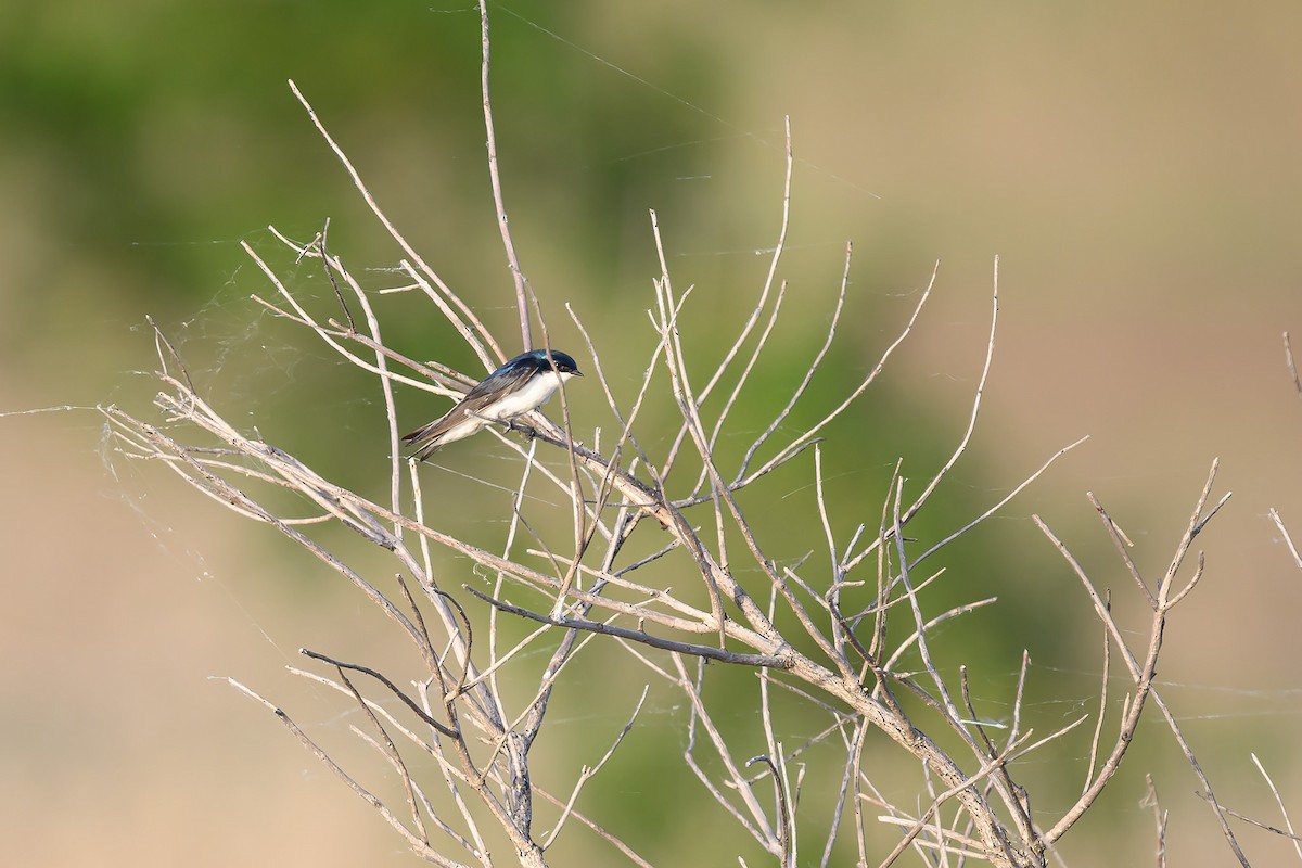 Tree Swallow - ML620201095